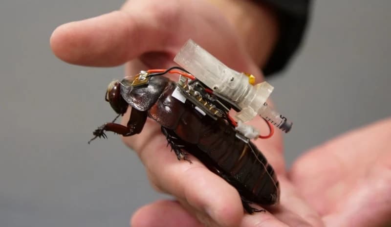 ‘Cyborg’ Cockroaches Could Aid Rescue Missions