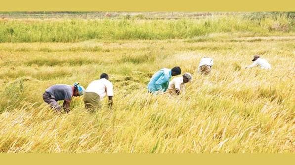 Schedule Proposed for 2026/27 Maha Paddy Cultivation