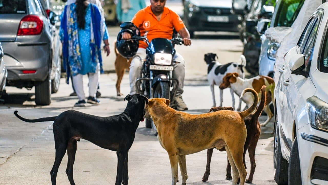Dogs Linked to Nearly 30% of Road Accidents
