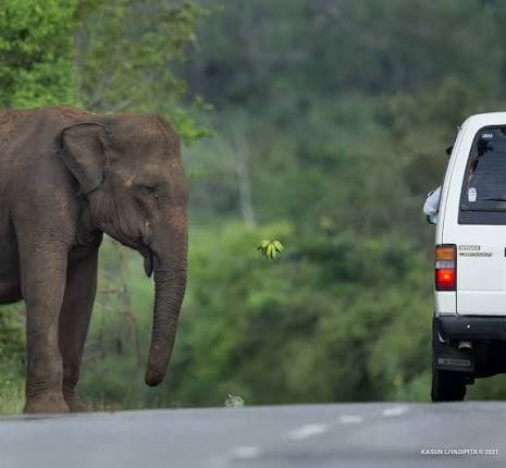 Legal Action Against Drivers Feeding Wild Elephants